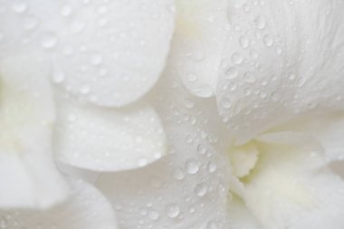 Close-up macro soft focus water drop on petal white orchid flowers tropical forest plant blossom background.Nature spring flora desktop wallpaper,spa banner poster, website cover design.