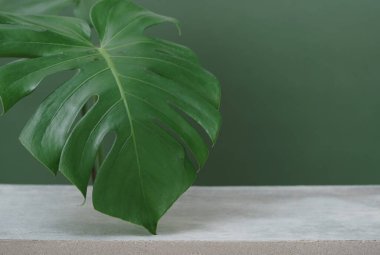 wood podium on table top green monstera tropical plant with space background.promotion beauty cosmetic and healthy natural product placement pedestal platform display,spring or summer advertising.
