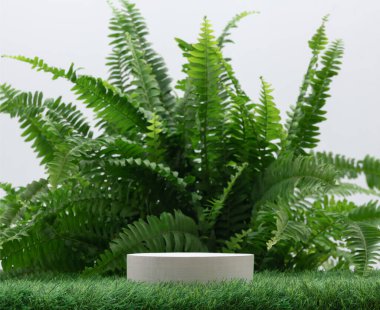 empty wood podium on green grass fern tropical forest plant on white background.cosmetics and moisture beauty natural product present placement pedestal promotion display,jungle or summer concept.