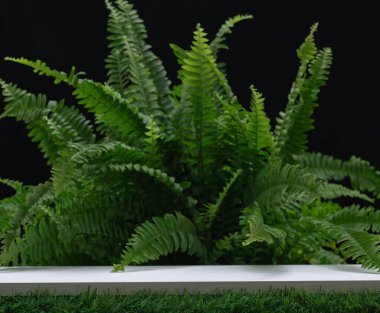 white wood table top podium on green grass fern forest jungle black background.cosmetics and moisture beauty natural product present placement pedestal promotion display,spring or summer concept. 
