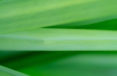 Close-up macro soft focus white light bright  fresh green leaves abstract blur background.concept idea for banner ecology backdrop,vegan organic product,environment design.