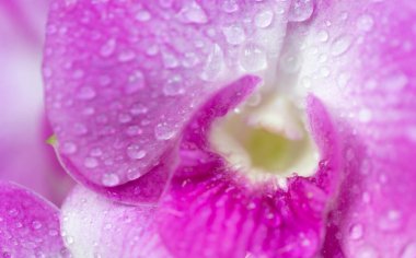 Close-up macro soft focus water drop on bright pink purple orchid flowers tropical flora plant exotic blossom blur background.concept idea for wallpaper,backdrop,botanical design.