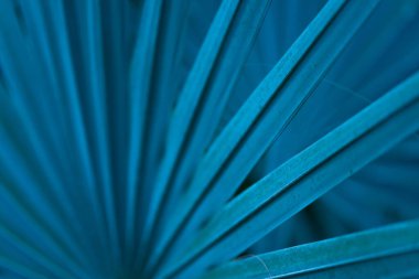 Close-up macro soft focus bright blue light and shadow exotic palm leaves texture abstract pattern background.concept idea for summertime,tropical forest travel,botanical design.