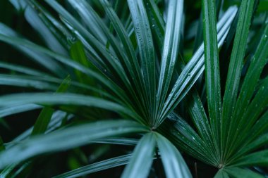 exotic fresh  dark green soft light and shadow palm leaves foliage plant background.concept idea for summertime,tropical forest travel,botanical design.