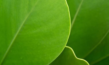 close up macro abstract curve line edge of tropical botanical background fresh green round leaves plant foliage with copy space.idea for ecology wallpaper,health backdrop,minimal natural design.