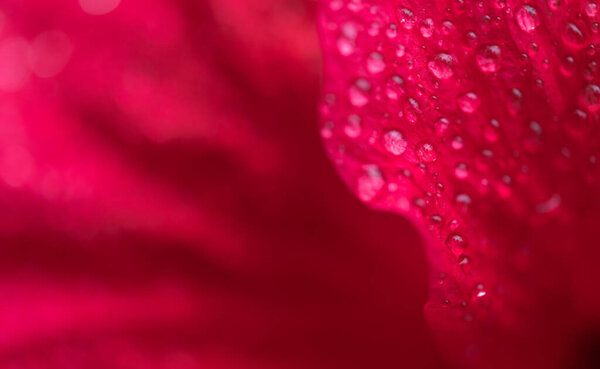 Close-up macro soft focus water drop on bright red pink hibicus flowers tropical flora plant exotic blossom blur background.concept idea for wallpaper,backdrop,botanical design.