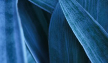 Makro sansevieria trifasciata cv deseni soyut yumuşak mavi açık arka plan bırakır. Yapraklar duvar kâğıdı masaüstü konsepti, doğa çöl süslemesi yaz arkaplanı web sitesi kapağı tasarımı.