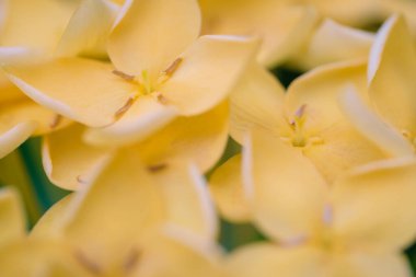 Yakın plan makro yumuşak odak, çiçek açan sarı ixora bahar çiçekleri bahçedeki bulanık yapraklar yeşil arkaplan. Güzel flora çiçeği duvar kağıdı konsepti, tropikal orman arka planı..