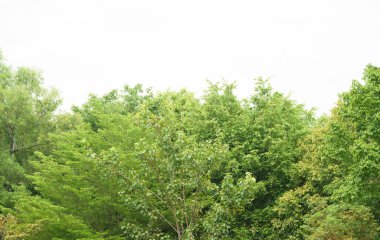 Yüksek ağaç tepesi doğa bahçesinin yeşil bahar deseni boş beyaz fotokopi alanı arkaplanı ile izole edilmiş. Ekoloji, çevre temiz hava konsepti tasarımı. Doğal ahşap arkaplan ürünü.