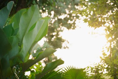 yumuşak altın güneş ışığı taze bahar yeşil yapraklar desen desen palmiye yaprağı bulanık arka plan boş beyaz alan tropikal yağmur ormanı konsepti fon, yaz tatili tatil.