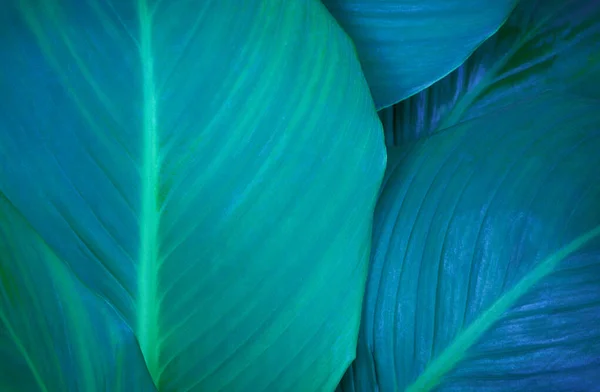 Üstten bakıldığında taze, egzotik yeşil, spathiphyllum cannifolium tropikal bitki dokusu yumuşak mavi, parlak, koyu arkaplan. Yaprak botanik duvar kağıdı masaüstü fikri, desen kapağı kapağı tasarımı..
