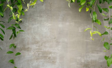 Grunge pürüzlü beton duvarda arkaplanda asma ağacı bırakırName.