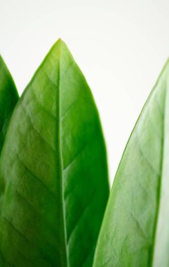 Biyoloji veya ekoloji duvar kâğıdı için fikir, doğal organik sağlık ürünleri için fon tasarımı..