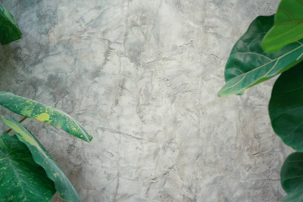 Tropikal bitki yeşil yapraklarını kopyalanmış eski beton kaplama arka plan. Botanik yaprak duvar kâğıdı fikri, yağmur ormanı fon tasarımı..