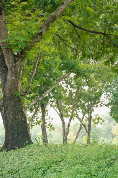 yumuşak güneş ışığı yeşil ağaç ve çimler orman parkında tatil sabahı hava taze rahatla doğal manzara arka planını temizle ekolog için fikir