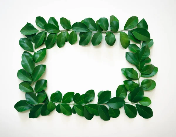 Beyaz dikdörtgen taze tropikal yeşil yapraklar desen süsleme süsleme yaprakları beyaz arka plan üzerinde boş kopya alanı ile izole edilmiş. Ekoloji kavramı veya davetiye kartı minimum tasarım.