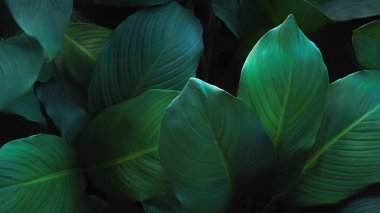 Üstten bakıldığında taze, egzotik yeşil, spathiphyllum cannifolium tropikal bitki dokusu yumuşak mavi, parlak, koyu arkaplan. Yaprak botanik duvar kağıdı masaüstü fikri, desen kapağı kapağı tasarımı..