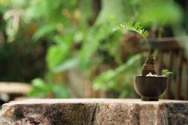 yumuşak ışık eski ahşap gövde boş tropikal bahçe taze yeşil bitki arka planı kopyalama alanı ile bulanık. Ürün yerleştirme fikri, doğa arka bahçe tasarımı.