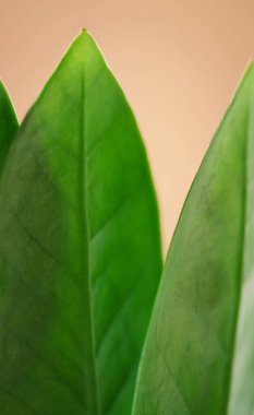 Detayların makro doğasını kapatın. Bej kopyalama alanı arka planına sahip taze yeşil yapraklar. Biyoloji veya ekoloji duvar kağıdı konsepti, doğal organik yapraklar bitkisel sağlıklı ürün arkaplanı minimal modern tasarım.