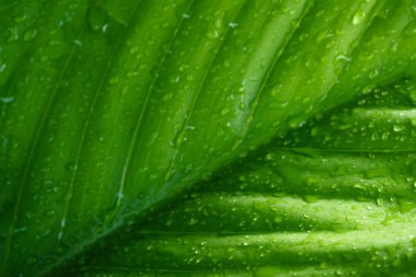 Taze yeşil yay yaprakları üzerine yakın çekim makro çiy damlası dokusu arka plan, ekoloji çevre konsepti duvar kağıdı, sağlıklı yaşam, web sitesi örtüsü arka plan, doğal organik ürün tasarımı.