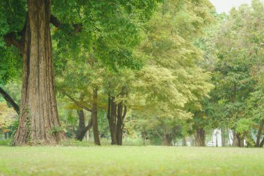 Orman parkındaki yumuşak güneş ışığı yeşil ağaç ve çim tarlası. Tatil sabahı hava serinliği. Çevredeki doğal bahçeyi ekoloji için temizleyin.