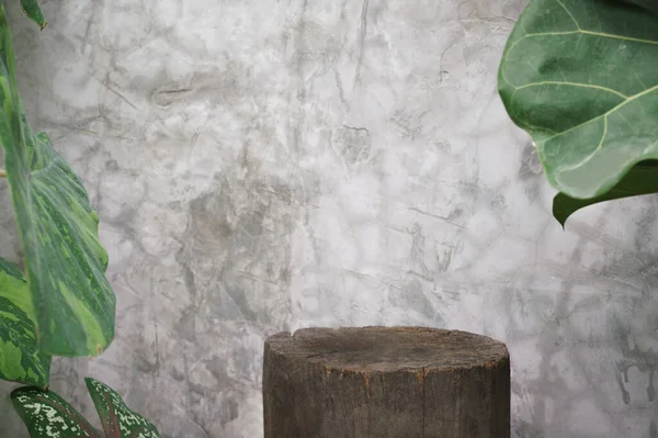 yumuşak hafif eski ağaç kütüğü tropikal bahçede taze yeşil bitki yaprağı kopyalanmış beton duvar arkaplanı kopyalanmış doğal ürün görüntüsü, antika veya retro promosyon tasarımı.