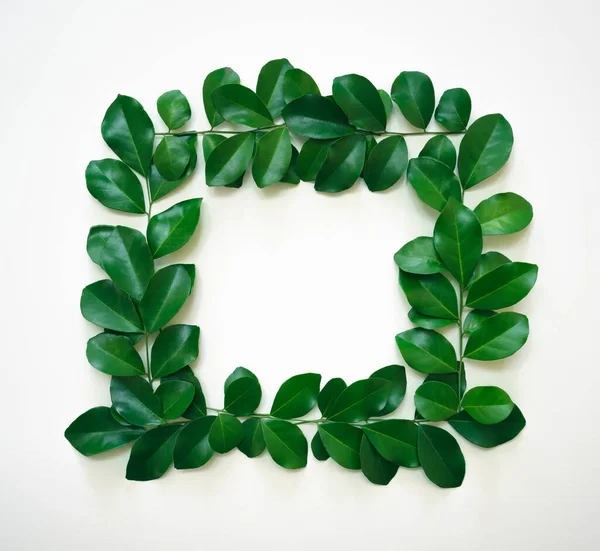 beyaz kare taze tropikal bahar yeşil yapraklar desen süsleme çerçeve dekorasyonu beyaz arka plan üzerinde boş alan. Ekoloji kavramı veya davetiye kartı minimum tasarım.