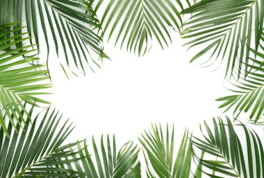 Beyaz arkaplanda tropik yeşil palmiye yaprakları