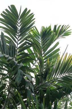 Beyaz arkaplanda tropik yeşil palmiye yaprakları