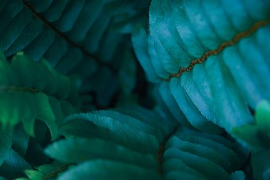 Yakın plan makro mavi yapraklar eğreltiotu dokusu yumuşak odaklı tropikal orman bitkisi. Biyoloji yaprağı botanik masaüstü duvar kağıdı, web sitesi örtüsü arka planı, ekoloji veya çevre afişi kavramı.