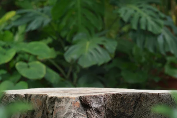 Açık havada ahşap masa üstü podyum zemini bulanık yeşil canavar yaprağı tropikal orman manzarası arka planı. Kozmetik doğal ürün, kaide tezgahı görüntüsü, orman cenneti konsepti..