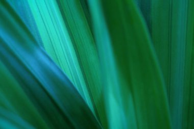 Yakın plan makro doğa egzotik turkuaz mavi desenli tropikal orman bitkisi koyu arkaplanda. Eğri yapraklı botanik masaüstü duvar kâğıdı, web sitesi kapağı.