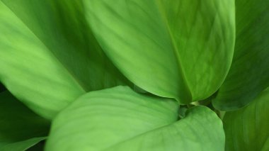 Kapalı makro doğa egzotik parlak yeşil doku tropikal orman bitkisi soyut zemin. Eğri yapraklı botanik masaüstü duvar kağıdı, web sitesi kapağı arka planı.