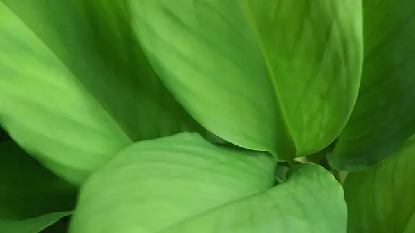 Kapalı makro doğa egzotik parlak yeşil doku tropikal orman bitkisi soyut zemin. Eğri yapraklı botanik masaüstü duvar kağıdı, web sitesi kapağı arka planı.