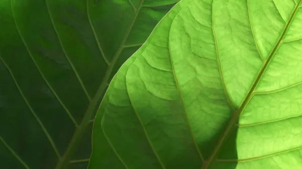 Kapalı makro doğa egzotik parlak yeşil doku tropikal orman bitkisi soyut zemin. Eğri yapraklı botanik masaüstü duvar kağıdı, web sitesi kapağı arka planı.