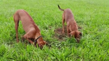 İki safkan köpek yeşil çimlerde delik açıyor. İki köpek eğleniyor..