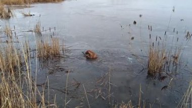 Köpeğin ağzına çubuk dayayarak suya dalışının videosu. Diğer köpek onu gölün dışında bekliyor. Köpek dostları.