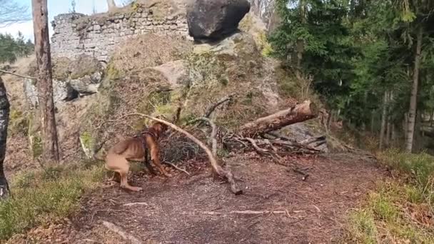 木の枝に刺さった犬は首からそれを取り除くのに抵抗する — ストック動画