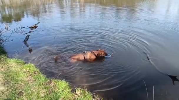 Cão Água Usando Uma Coleira Pescoço Brincando Com Anel Azul — Vídeo de Stock