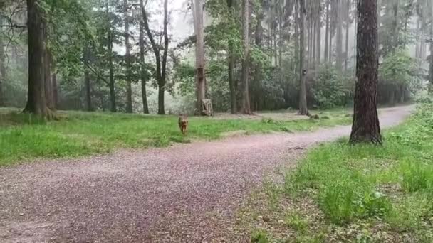森の中で雨が降り 森を抜ける道の横にある緑の草の上に犬がいる — ストック動画