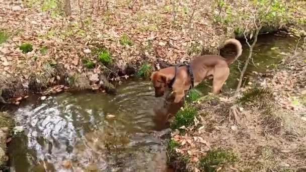 在水道里戴着带橙色戒指的领子玩耍的狗 有春天叶子的水路 — 图库视频影像