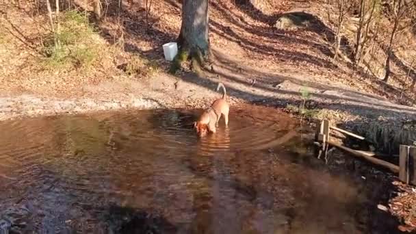 Cão Andando Água Brincando Com Pranchas — Vídeo de Stock