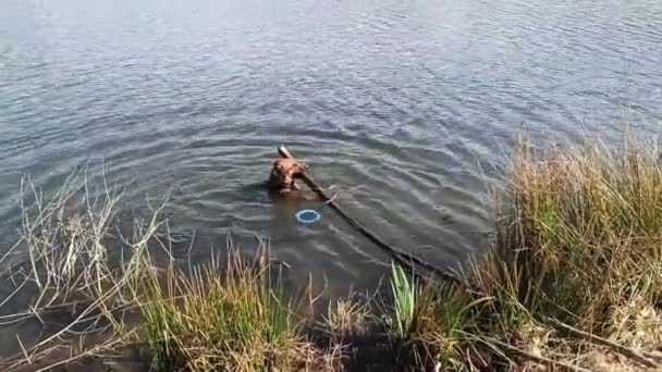 一只狗泡在蓝色圆环旁边的水里 想拔掉掉掉掉进河里的树枝 — 图库视频影像