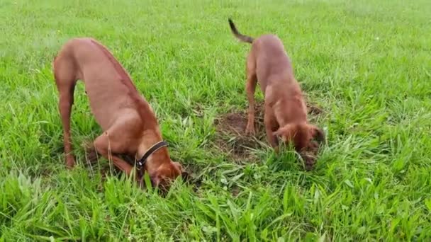 Dos Perros Raza Pura Haciendo Agujeros Hierba Verde Dos Perros — Vídeo de stock