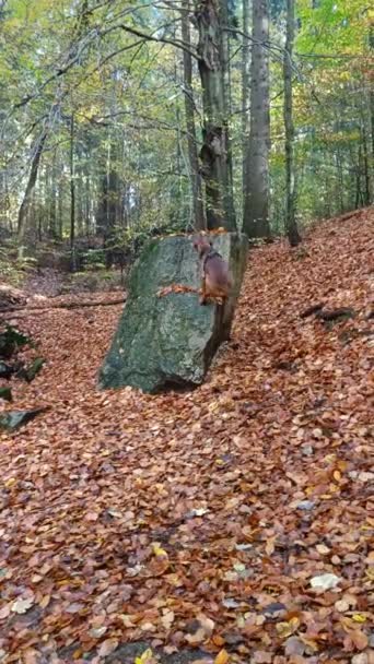 狗跑着爬上了森林里的一块大石头 树叶落在地上 — 图库视频影像