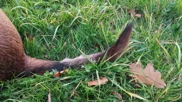 Ekor Anjing Itu Bergerak Anjing Duduk Rumput Hijau Mengibaskan Ekornya — Stok Video