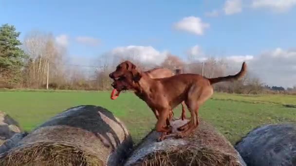 Dos Perros Raza Pura Están Jugando Sobre Una Paca Heno — Vídeos de Stock