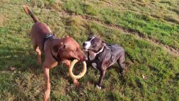 Δύο Διαφορετικά Σκυλιά Ράτσα Παίζουν Ένα Δαχτυλίδι — Αρχείο Βίντεο