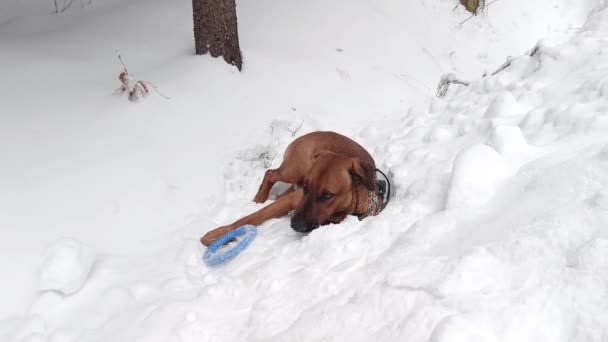 Vídeo Cão Deitado Neve Lado Anel Azul Ele Está Comendo — Vídeo de Stock