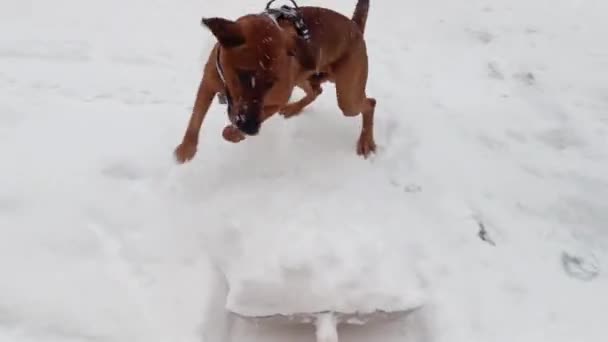 Pies Bawiący Się Łopatą Pełną Śniegu Pies Śniegu — Wideo stockowe
